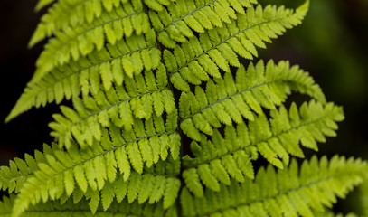Detail of the wood fern leaves