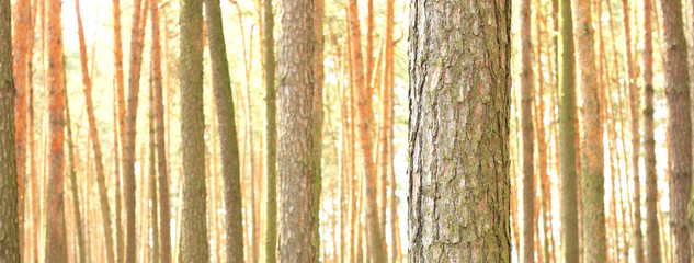 Beautiful brown pine trees in pine forest among other pines