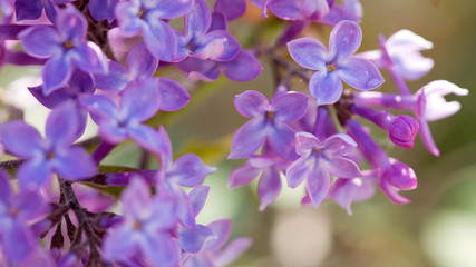 Close up of blossoming lilac .