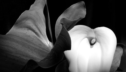 Calla 3