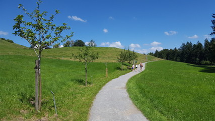 Ein schöner Weg mitten im Grünen