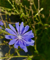 Fototapeta premium Common chicory - Gemeine Wegwarte - [Cichorium intybus]