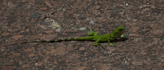 green lizard on the ground