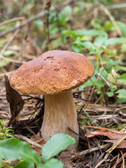boletus mushroom close-up
