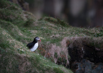 Puffin