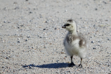 Chicken. A small canada goose baby duck.