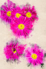 Bright blooming pink Camomile in the garden. Acrylic ink