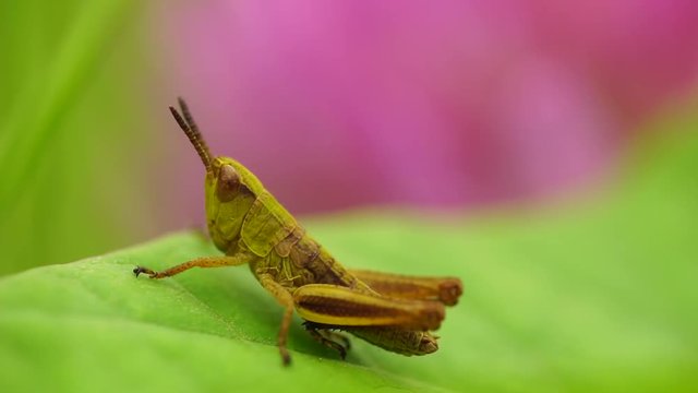 Macro of a small green-brown grasshopper Pseudochorthippus parallelus seated with antennae and paws on a green leaf of a clover growing on a clearing in the foothills of the Caucasus