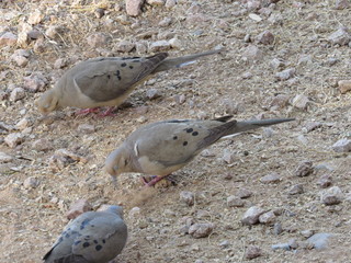 Mourning doves (Zenaida macroura) foraging for seeds and food in rocks and dirt in Arizona in the desert 