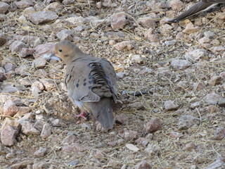 Mourning doves (Zenaida macroura) foraging for seeds and food in rocks and dirt in Arizona in the...