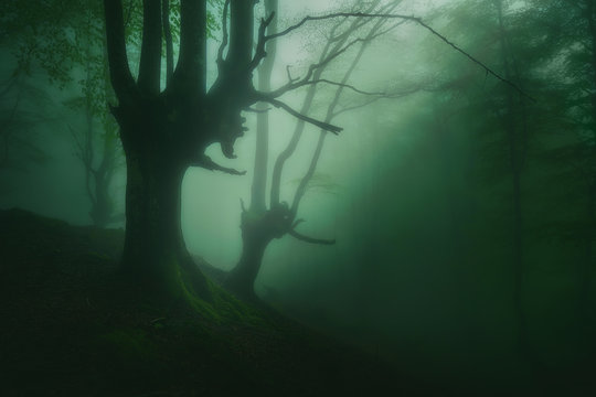 Fototapeta mysterious foggy forest with beautiful shunshine