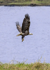 Bald Eagle in Flight