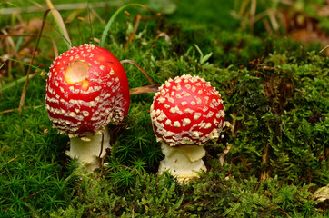 Fliegenpilz,  Amanita muscaria,