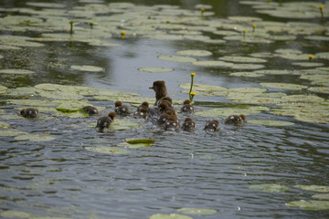 Meganser with chicks in a pond at Drottningholm outside Stockholm