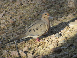 Mourning doves (Zenaida macroura) foraging for seeds and food in rocks and dirt in Arizona in the desert 