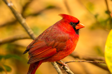 Male Cardinal
