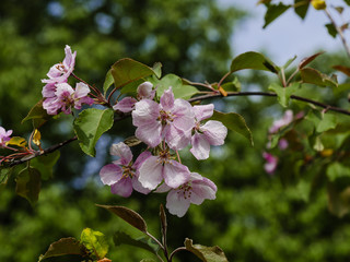 Pink flowers of Apple trees