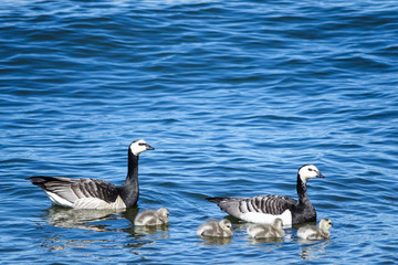 Chickens in water. Three small canada goose baby ducks and parents in a lake.