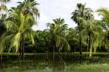Cuban swamp - Peninsula de Zapata National Park / Zapata Swamp, Cuba