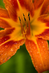 Day Lily Water Drops