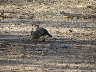 A male and a female Gambel's Quail (Callipepla gambelii) foraging for food in the Sonoran desert in Arizona 
