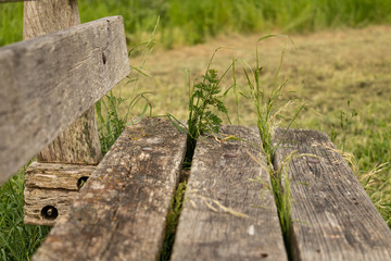 Weather-worn bench with grass coming through the planks