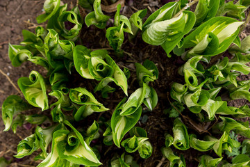 Hosta Spirals