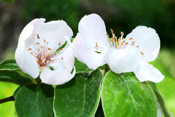 Blüten des Obstbaumes Apfelquitte, Cydonia oblonga
