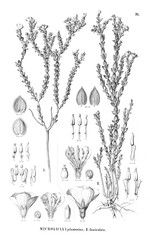 Illustration of plant