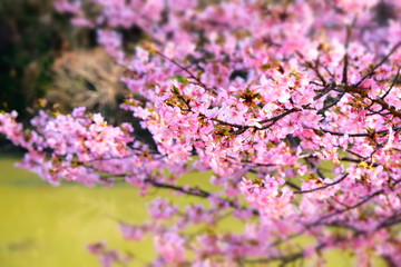 Obraz premium 桜