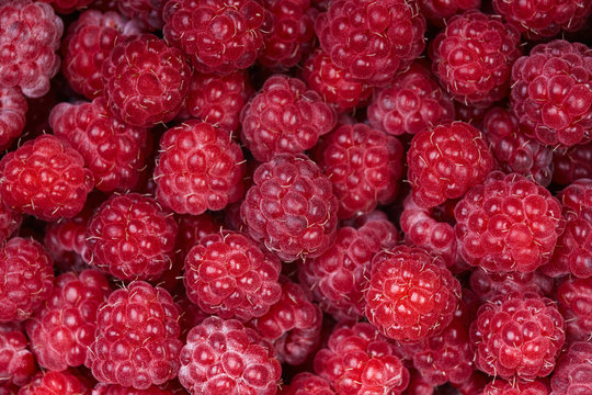 Background of a beautiful fresh raspberry. Healthy food. Vegetarianism.