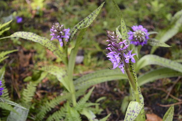 Liatris spicata with purple flowers gathered in long, impressive inflorescences - ear