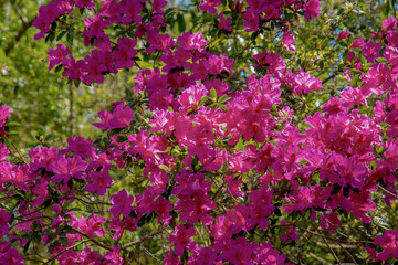 Obraz premium Flowering rhododendron. The bush is covered with a lot of lush bright colors.