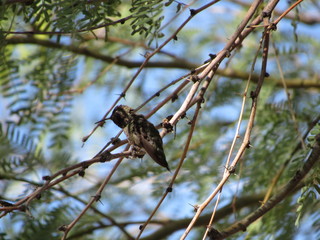 Hummingbird in the shade of a tree perched on a branch