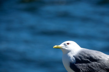 Gull. Close up of a seagull with the sea in the background. Copy space for text.