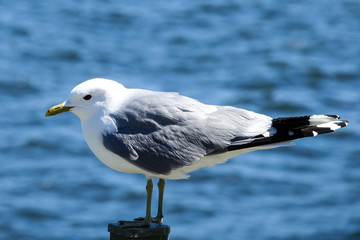 Gull. Close up of a seagull with the sea in the background.