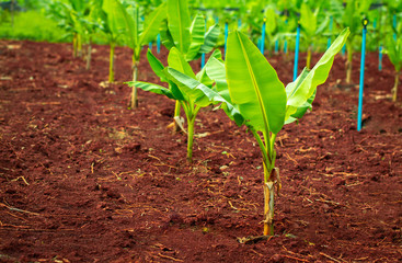 The Propagation of Bananas.