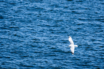 Gull. Flying seagull with the sea in the background. Copy space for text.