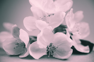 Fototapeta na wymiar Apple blossoms over blurred bw background