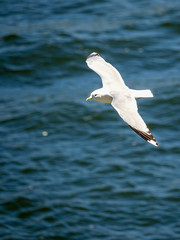 Fototapeta na wymiar Gull. Flying seagull with the sea in the background.