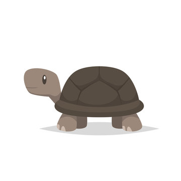 Tortoise turtle vector isolated