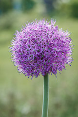 цветущий фиолетовый шар  в летнем саду 