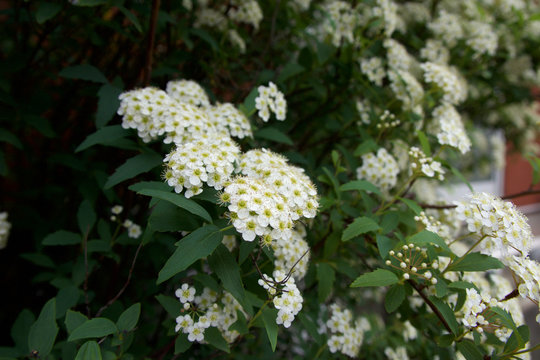 Reeves Spirea