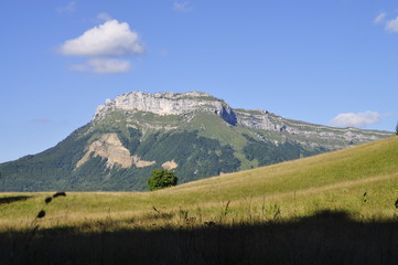 Naklejka premium Margeriaz