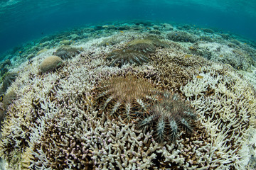 Naklejka na ściany i meble Crown of Thorns Sea Stars Feeding on Corals