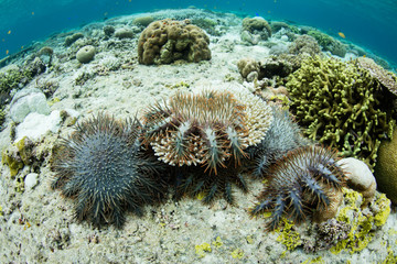 Crown of Thorns Sea Stars Feeding on Coral Colonies