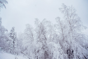 Fototapeta na wymiar Winter road in the snowy forest.