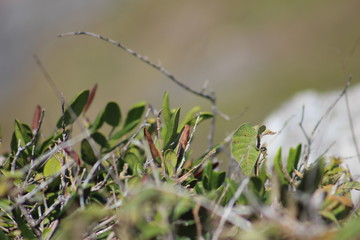 natureza