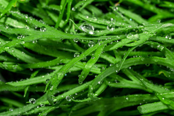 Drops on the grass.