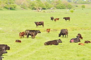 Beef Cattle Herd